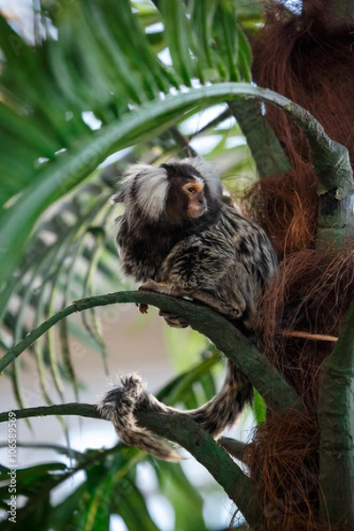 Fototapeta Common marmoset or Callithrix sitting on a branch