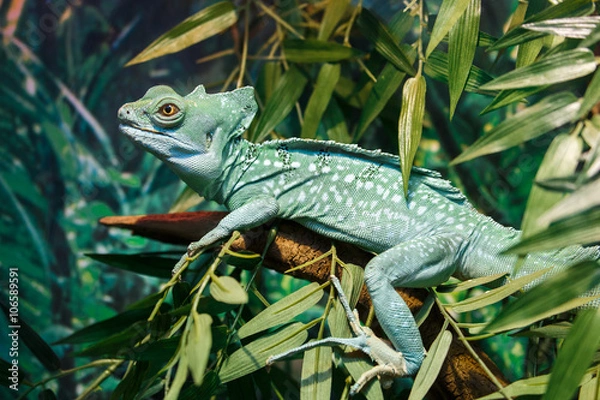 Fototapeta Common basilisk or Basiliscus basiliscus