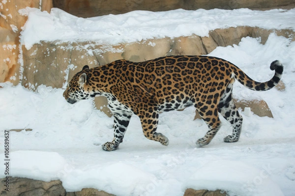 Fototapeta Leopard walking on snow