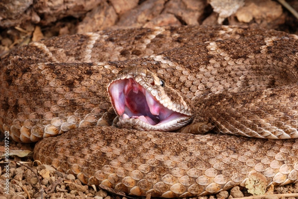 Obraz Western Diamondback Rattlesnake (Crotalus atrox)