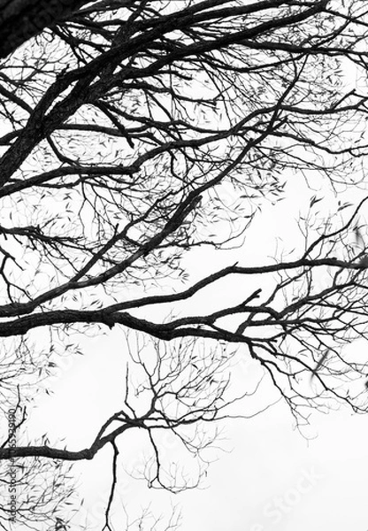 Obraz branches silhouette