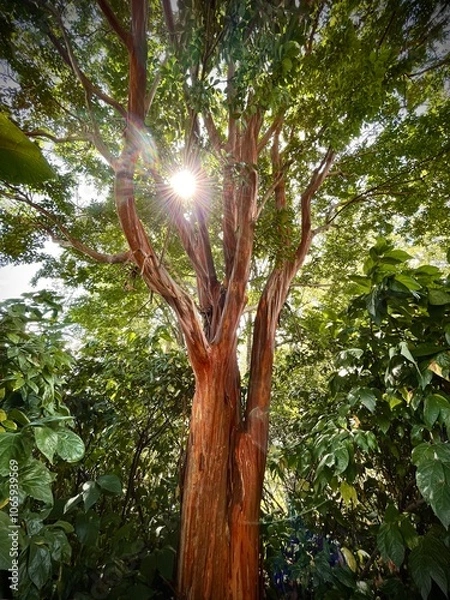 Obraz tree in the forest