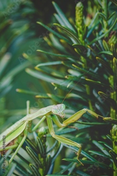 Obraz praying mantis