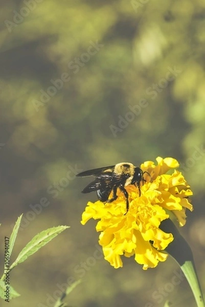 Obraz bee on yellow flower