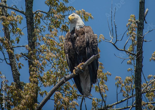 Obraz bald eagle perched on a branch