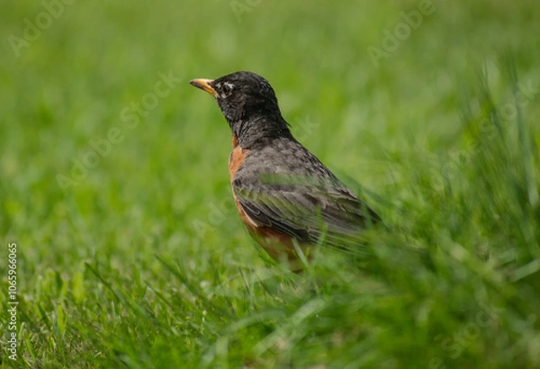 Obraz american robin on the grass