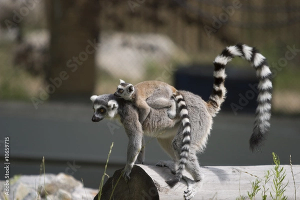 Obraz Lemur carrying baby