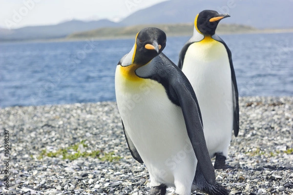 Obraz two king pinguins near sea