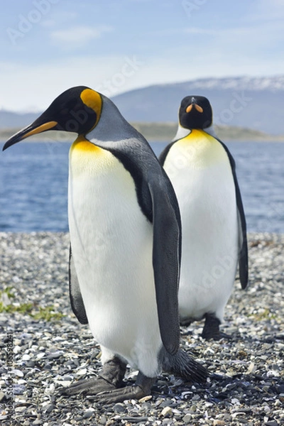 Obraz two king pinguins near sea