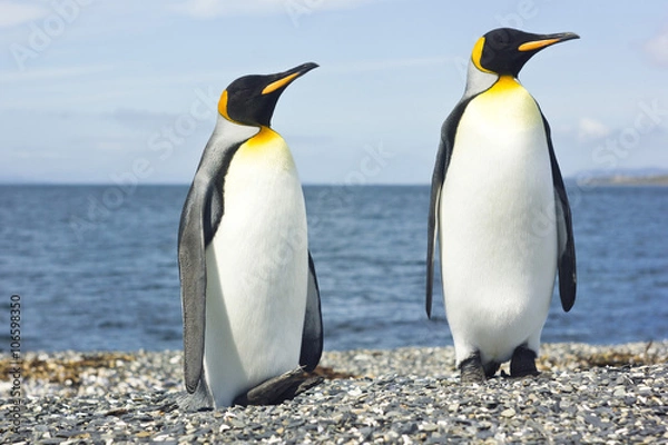 Obraz two king pinguins near sea