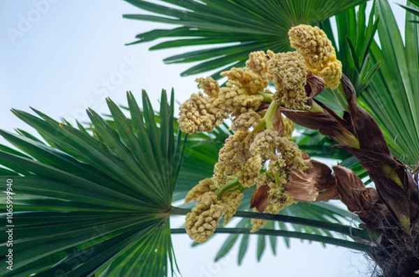 Fototapeta シュロ