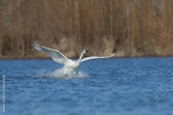 Obraz Trumpeter Swan