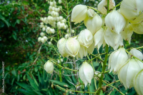 Obraz アツバキミガヨラン