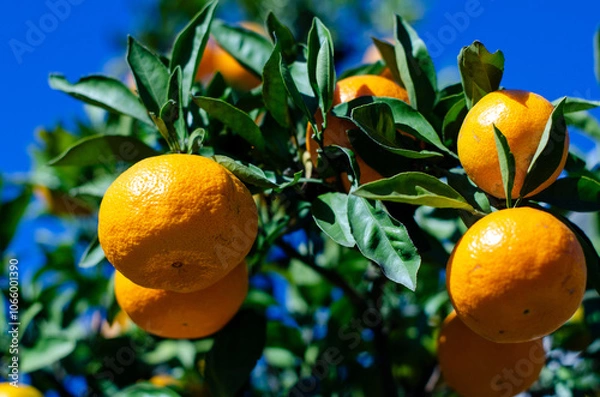 Fototapeta ミカン