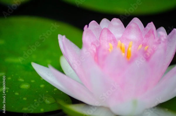 Fototapeta スイレン