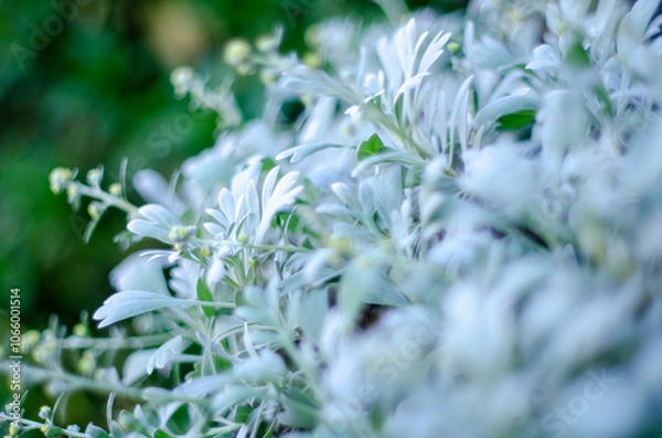 Obraz モクビャッコウ