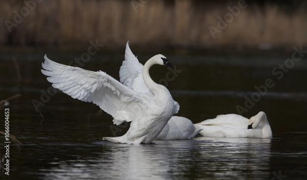 Obraz Trumpeter Swan