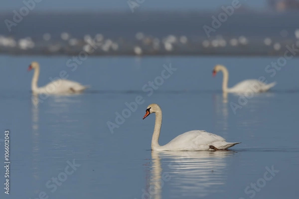 Obraz Mute Swan