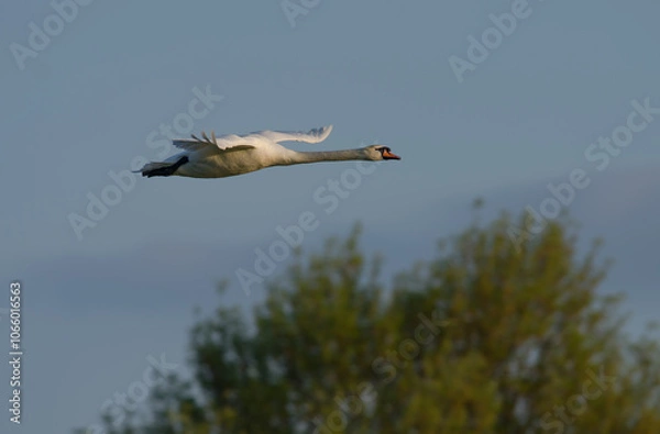 Obraz Mute Swan