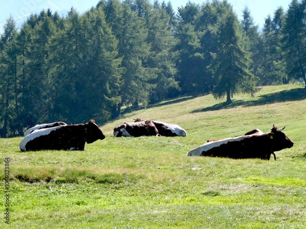 Fototapeta Cows lying down on the grass in a large Meadow