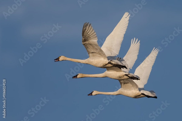 Obraz Tundra Swan