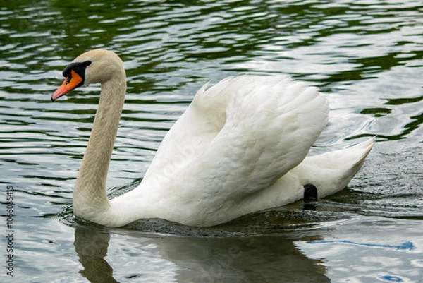 Obraz łabędź