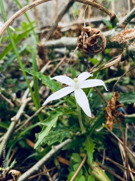 Obraz spider on the grass