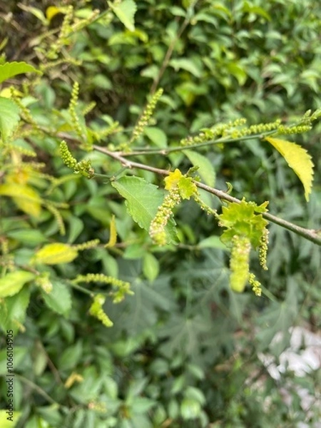 Obraz leaves in spring