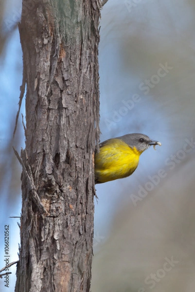 Obraz Yellow Robin