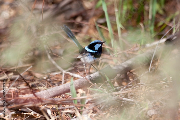 Obraz blue wren