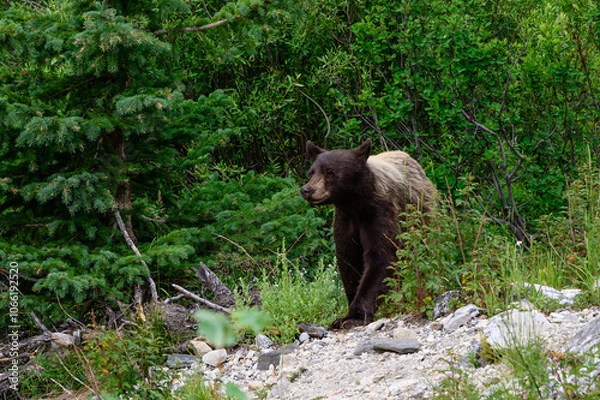 Obraz cascade Canyon bear