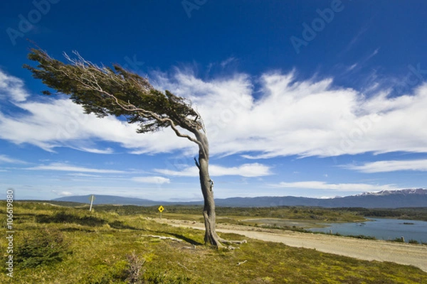 Obraz misshapen by wind tree in patagonia tierra del fuego