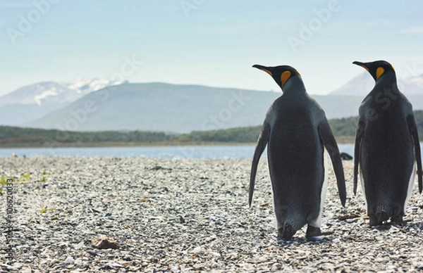 Obraz two king pinguins near sea going form the camera