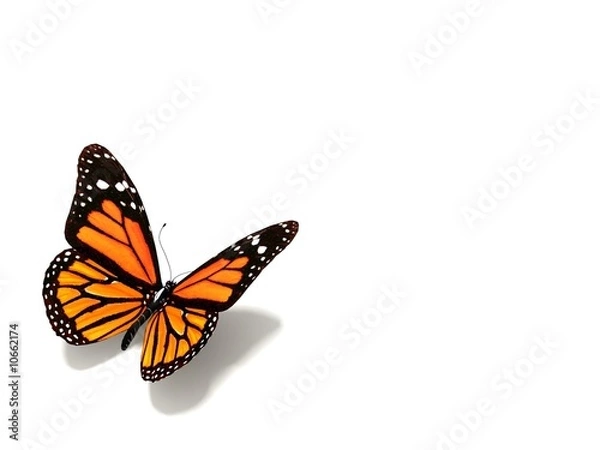 Obraz butterfly