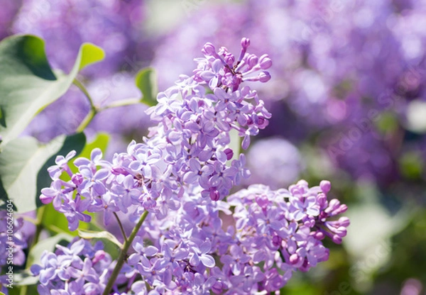 Obraz Beautiful blooming spring lilac