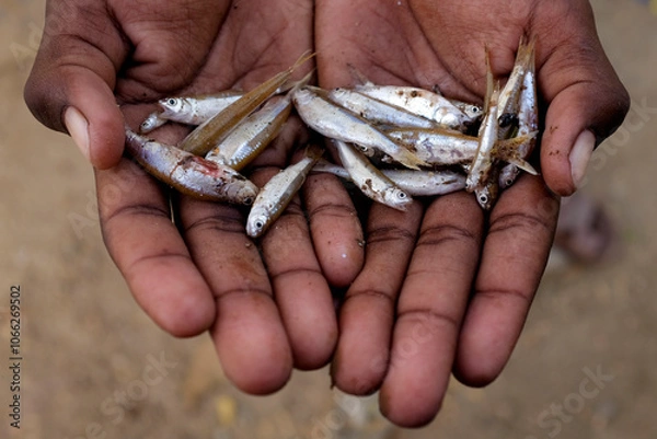 Fototapeta Close-up of small fish in two hands