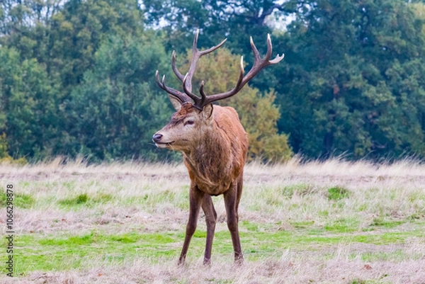 Obraz Stag Deer