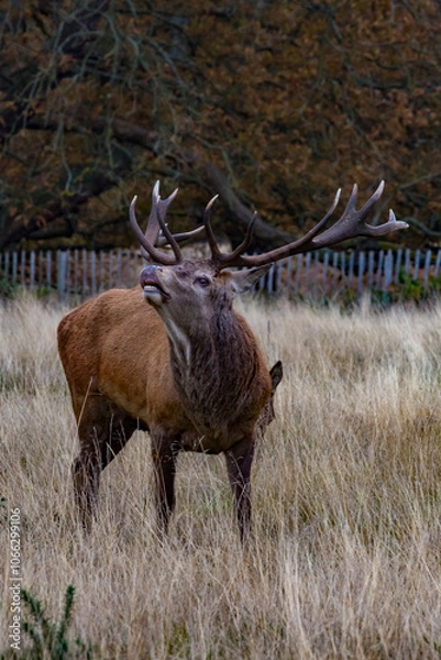 Obraz Stag Deer