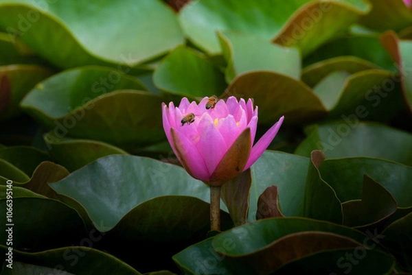 Fototapeta 아름다운 연꽃