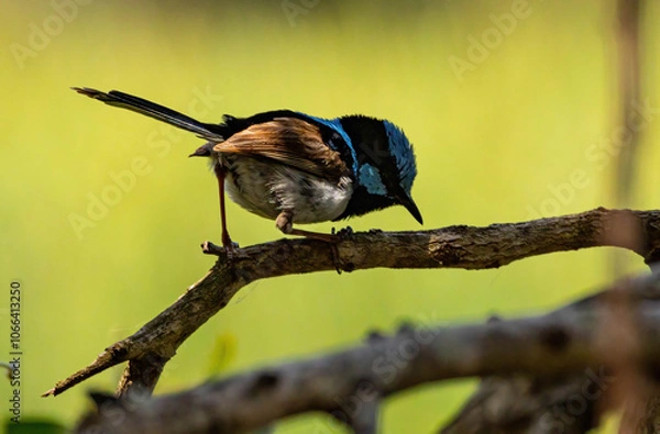 Obraz Blue Wren