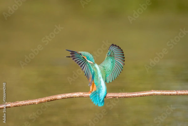 Obraz The common kingfisher (Alcedo atthis) wetlands birds's , female
