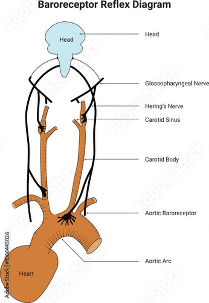 Fototapeta Baroreceptor Reflex Diagram Science Design Vector Illustration