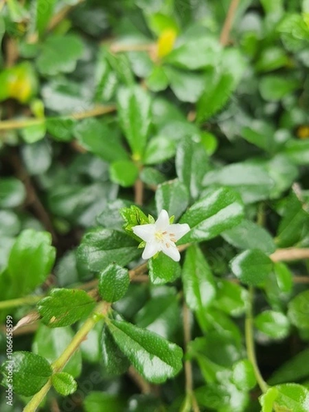 Fototapeta flower close-up