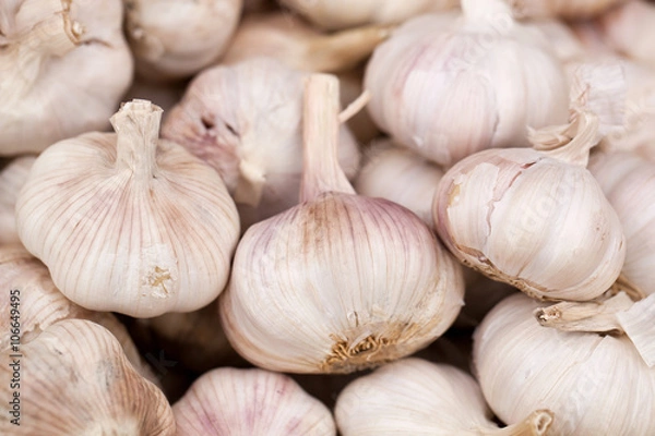 Fototapeta garlic