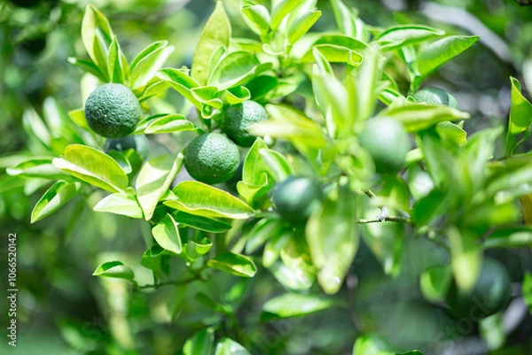 Fototapeta 柚香（ゆこう）