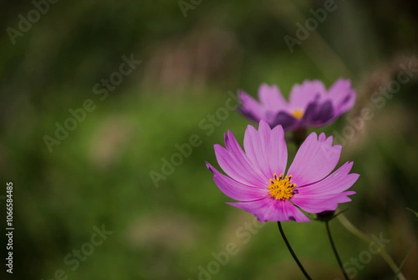 Obraz コスモスとコピースペース