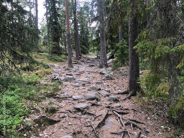 Fototapeta Deeper into the Forest: A Serene Hike through the Evergreen Path