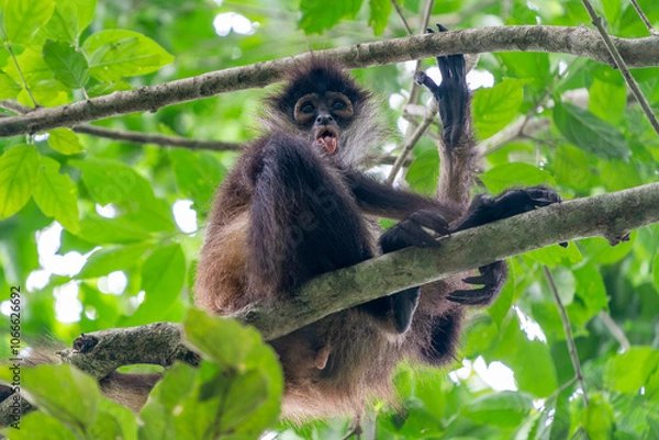 Fototapeta spider monkey on a tree looking at you in the rainforest of Punta Laguna mexico