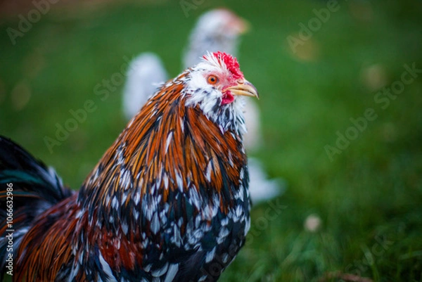 Fototapeta Close-up of a bantam rooster with orange, black, and white feathers, a red comb, and sharp eyes against a green background, showcasing its compact frame and colorful plumage