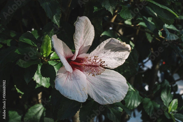 Obraz Hibiscus waimeae flower